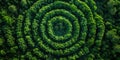 Aerial view of a lush green spiral hedge maze surrounded by dense forest. AIG49.