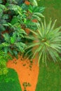 Aerial view of lush green yard with green grass palm tree and banana trees