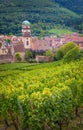 Aerial view of a lush vineyard in the town of Kaysersberg, France Royalty Free Stock Photo