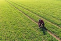 Aerial view of male farmer squatting and checking wheat crop seedling plantation