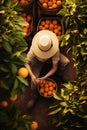 Aerial view of a man with a hat harvesting fresh oranges from the trees in a lush orchard Royalty Free Stock Photo