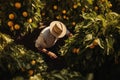 Aerial view of a man with a hat harvesting fresh oranges from the trees in a lush orchard Royalty Free Stock Photo