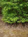 Aerial view of mangrove forest, Chanthaburi, Thailand