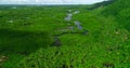 Aerial view of mangrove forest and river on the Siargao island. Philippines Royalty Free Stock Photo