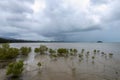 Aerial view of the mangrove habitat on the beach