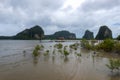 Aerial view of the mangrove habitat on the beach