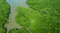 Aerial view mangrove jungles in Thailand, River in tropical mangrove green tree forest view from above, trees, river. Mangrove Royalty Free Stock Photo