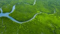 Aerial view mangrove jungles in Thailand, River in tropical mangrove green tree forest top view, trees, river. Mangrove landscape Royalty Free Stock Photo