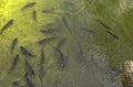 Aerial view of Marne River full of fish - Meaux, France