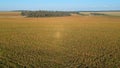 Aerial view of mature sorghum fiel