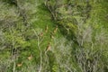 Aerial view of Maui axis deer.