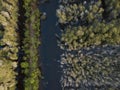 Aerial view of Melaleuca tree forest