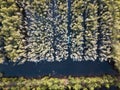 Aerial view of Melaleuca tree forest