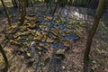 Aerial view of mineral spring water reservoirs on travertine stones hidden in forest, late afternoon sunshine.