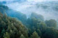 Aerial view of a misty woodland