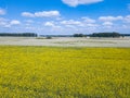 Aerial view of multicolored field of yellow flowers, ripened to Royalty Free Stock Photo