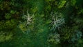 Aerial view of mystical green swamp in the forest. Dry dead trees at the edge, top view background Royalty Free Stock Photo