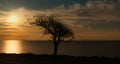 Aerial view mystical tree silhouette at sea beach golden sunrise. Orange sunset