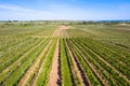 Drone photography, Deutsche Weinstrasse German Wine Road Vineyards Palatinate region.