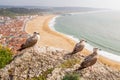 Aerial view of NazarÃÂ© town observed by yellow-legged gulls in Portugal