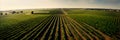 aerial view of neatly arranged vineyard rows in a wine-producing region . Generative AI Royalty Free Stock Photo