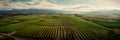 aerial view of neatly arranged vineyard rows in a wine-producing region . Generative AI Royalty Free Stock Photo