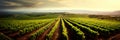 aerial view of neatly arranged vineyard rows in a wine-producing region . Generative AI Royalty Free Stock Photo