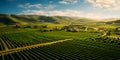 aerial view of neatly arranged vineyard rows in a wine-producing region . Generative AI Royalty Free Stock Photo