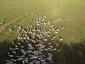 Aerial view of Nelore cattle on pasture