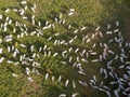 Aerial view of Nelore cattle on pasture