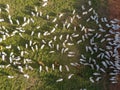 Aerial view of Nelore cattle on pasture