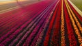 Aerial view of the Netherlands\' tulip fields.