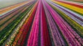 Aerial view of the Netherlands\' tulip fields.