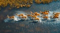 Aerial view of numerous antelopes traversing the expansive, flood-laden grasslands of the Moremi Game Reserve, situated within the