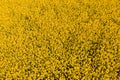 Aerial view of oilseed rape field in bloom Royalty Free Stock Photo