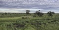 An aerial view of the the Okavango Delta in Botswana