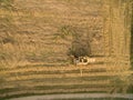 Aerial view of a old combine harvester at the grain harvest Royalty Free Stock Photo