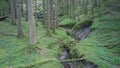 Aerial view at old Swedish fir forest with small brook.