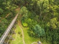 Aerial view of old trestle bridge among ferns and eucalyptuses i