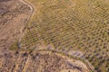 Aerial view olive fields gardens in mountains sunset lights, agriculture background