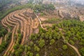 Aerial view of olive plantation .