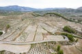 Aerial view of olive plantation .