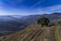 Aerial view of an olive tree and the terraced vineyards in the Douro Valley near the village of Pinhao, Portugal Royalty Free Stock Photo