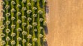 Aerial view of olive trees forming a pattern of perpendicular lines and brown field