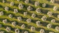 Aerial view of olive trees forming a pattern of perpendicular lines Royalty Free Stock Photo