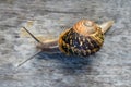 Snail crawling on a wooden board very slow