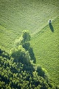 Aerial View : One tree isolated in a field Royalty Free Stock Photo