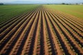 aerial view of an onion field with rows of ripe onions Royalty Free Stock Photo