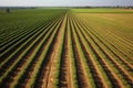 aerial view of an onion field with rows of ripe onions Royalty Free Stock Photo