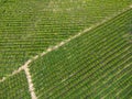 Aerial view of orange grove creating great texture Royalty Free Stock Photo